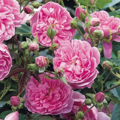 Саджанець англійської троянди Харлоу Карр (Harlow Carr)(закритий корінь) 622 фото