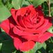 Саджанець троянди чайно-гібридної (садової) Лавли Ред (Lovely Red)(закритий корінь) 521 фото 1