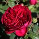 Саджанець троянди Тантау Gospel (Євангеліє)(закритий корінь) 750 фото 1