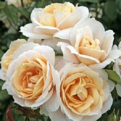 Саджанець троянди чайно-гібридної (садової) Лайонз Роуз (Lions Rose)(закритий корінь) 522 фото