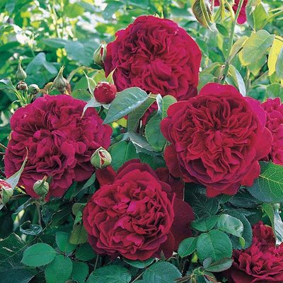 Саджанець англійської троянди Вільям Шекспір 2000 (William Shakespeare 2000)(закритий корінь) 573 фото