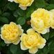 Саджанець англійської троянди Чарльз Дарвін (Charles Darwin)(закритий корінь) 623 фото 1
