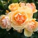 Саджанець троянди Тантау Hansestadt Rostock (Ганзештадт Росток)(закритий корінь) 751 фото 1