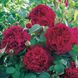 Саджанець англійської троянди Вільям Шекспір 2000 (William Shakespeare 2000)(закритий корінь) 573 фото 1