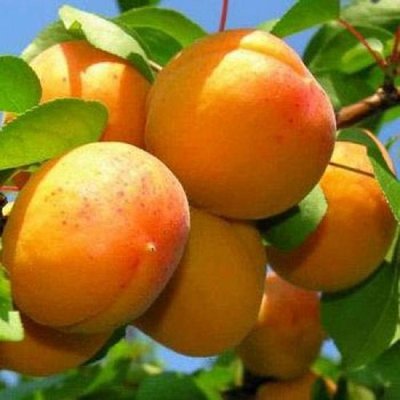 Саджанець абрикосу "Ананасовий" (літній сорт, ранньо-середній термін дозрівання) 900 фото