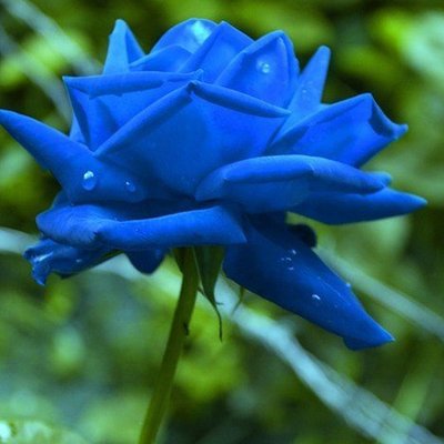 Саджанець троянди чайно-гібридної (садової) Сантори Блакитна Троянда (Suntory Blue Rose Applause)(закритий кор 543 фото