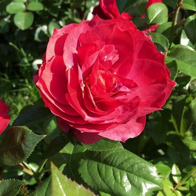 Саджанець троянди Тантау Hot Rokoko (Гаряча Рококо)(закритий корінь) 752 фото