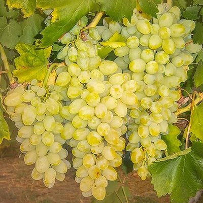 Саджанець винограду Кишмиш "Довгоочікуваний" (кишмиш, дуже ранній термін дозрівання, стабільно високий рівень 850 фото