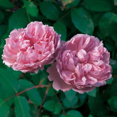 Саджанець англійської троянди Чарльз Ренні Макінтош (Charles Rennie Mackintosh)(закритий корінь) 624 фото