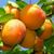 Саджанці абрикосу