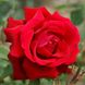 Саджанець англійської троянди Віктор Гюго (Victor Hugo)(закритий корінь) 574 фото 1