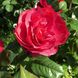 Саджанець троянди Тантау Hot Rokoko (Гаряча Рококо)(закритий корінь) 752 фото 1
