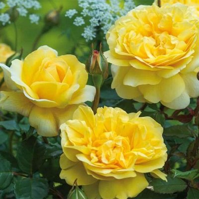 Саджанець англійської троянди Шарлотта (Charlotte)(закритий корінь) 625 фото