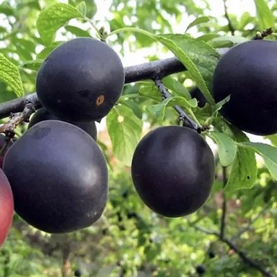 Саджанець абрикосу "Чорний Принц" (літній сорт, середній термін дозрівання) 1307 фото