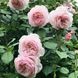 Саджанець англійської троянди Е Шропшир Лед (Shropshire Lad)(закритий корінь) 626 фото 1
