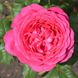 Саджанець троянди Тантау Johann Wolfgang von Goethe (Йоганн Вольфганг фон Гете)(закритий корінь) 754 фото 1