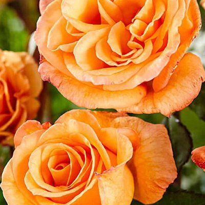 Саджанець троянди Ропару Doris Tijsterman (Доріс Тейстерман)(закритий корінь) 700 фото