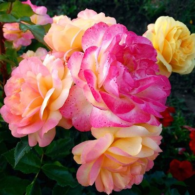 Саджанець троянди Тантау Lampion (Лампіон)(закритий корінь) 755 фото