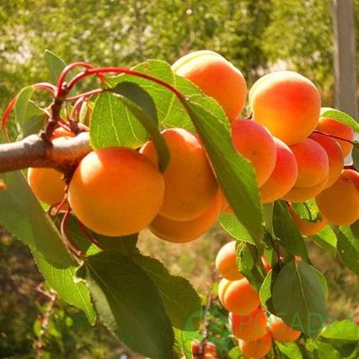 Саджанець абрикосу "Олімп" (літній сорт, ранній термін дозрівання) 903 фото