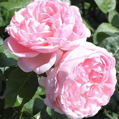 Саджанець англійської троянди Еглантайн (Eglantyne)(закритий корінь) 627 фото