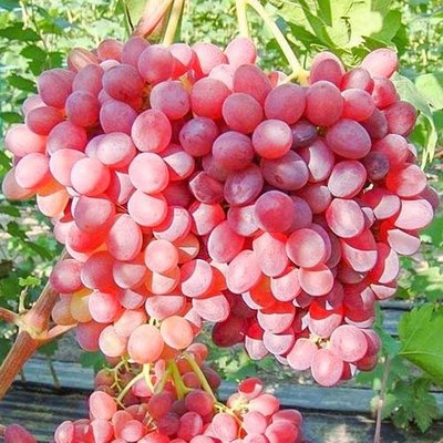Саджанець винограду Кишмиш "Велес" (кишмиш, ранній термін дозрівання, грона дуже великі, вагою до 1500 г) 853 фото