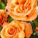 Саджанець троянди Ропару Doris Tijsterman (Доріс Тейстерман)(закритий корінь) 700 фото 1