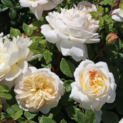 Саджанець англійської троянди Емануель (Emanuel)(закритий корінь) 628 фото