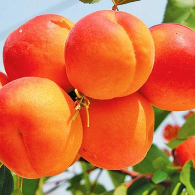 Саджанець абрикосу "Оранж Ред" (літній сорт, середній термін дозрівання) 904 фото