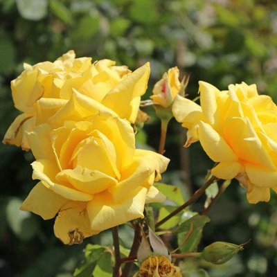 Саджанець троянди Тантау Landora (Ландора)(закритий корінь) 756 фото