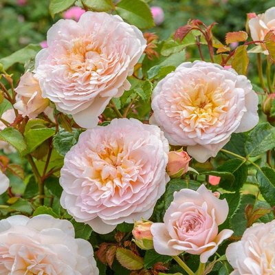 Саджанець англійської троянди Емілі Бронте (Emily Bronte)(закритий корінь) 629 фото