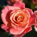 Саджанець троянди чайно-гібридної (садової) Міс Піггі (Miss Piggy)(закритий корінь) 528 фото 1