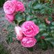 Саджанець троянди Тантау Lawinia (Лавiнія)(закритий корінь) 757 фото 1