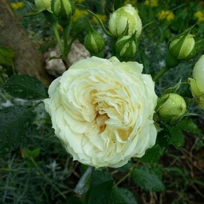 Саджанець троянди Тантау Lemon Rokoko (Лимон Рококо)(закритий корінь) 758 фото
