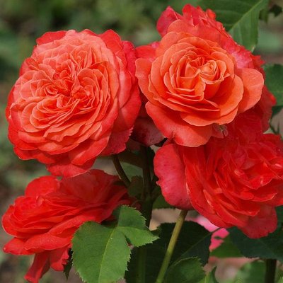 Садженці англійської троянди Емільен Гійо (Emilien Guillot)(закритий корінь) 630 фото