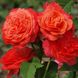 Садженці англійської троянди Емільен Гійо (Emilien Guillot)(закритий корінь) 630 фото 1