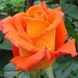Саджанець троянди чайно-гібридної (садової) Моніка (Monika)(закритий корінь) 529 фото 1
