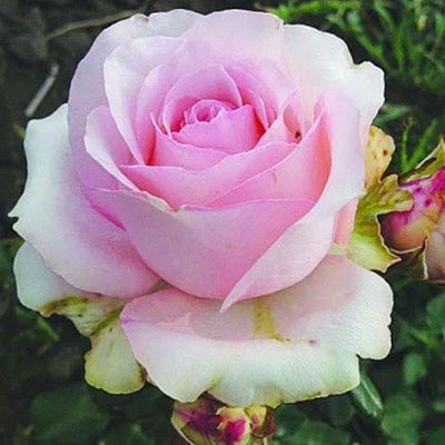 Саджанець англійської троянди Юніверс (Universe)(закритий корінь) 631 фото