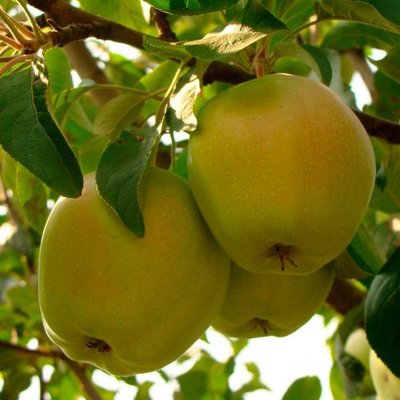 Саджанець яблуні "Кальвіль Сніговий" (зимовий сорт, пізній термін дозрівання) 1313 фото