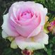Саджанець англійської троянди Юніверс (Universe)(закритий корінь) 631 фото 1