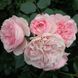 Саджанець троянди Тантау Mariatheresia (Марія Терезія)(закритий корінь) 759 фото 1