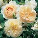 Саджанець англійської троянди Личфилд Енджел (Lichfield Angel)(закритий корінь) 605 фото 1