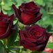 Саджанець троянди Тантау Barkarole (Баркароле)(закритий корінь) 733 фото 1