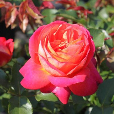 Саджанець троянди Тантау Midsummer (Посеред літа)(закритий корінь) 760 фото