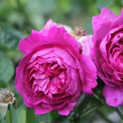 Саджанець англійської троянди Янг Люсидас (Young Lycidas)(закритий корінь) 632 фото
