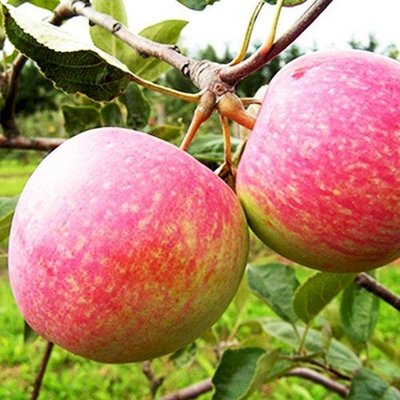 Саджанець яблуні "Слава Переможцям" (осінній сорт, ранній термін дозрівання) 1314 фото