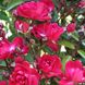 Саджанець троянди Ропару Fairy Queen (Королева феї)(закритий корінь) 705 фото 1