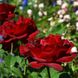Саджанець англійської троянди Дам Де Кер (Dame de Coeur)(закритий корінь) 582 фото 1
