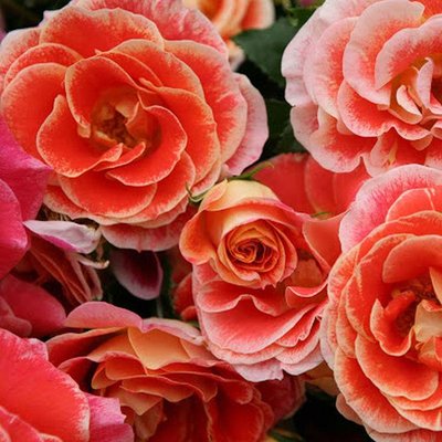 Саджанець плетистої троянди Аерограф (Airbrush)(закритий корінь) 633 фото