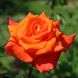 Саджанець троянди Тантау Monica (Моніка)(закритий корінь) 761 фото 1