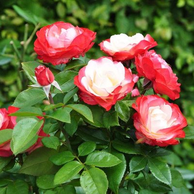 Саджанець троянди Тантау Nostalgie (Ностальгія)(закритий корінь) 762 фото
